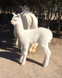Dolcetta's cria, left side Dolcetta's cria, left side